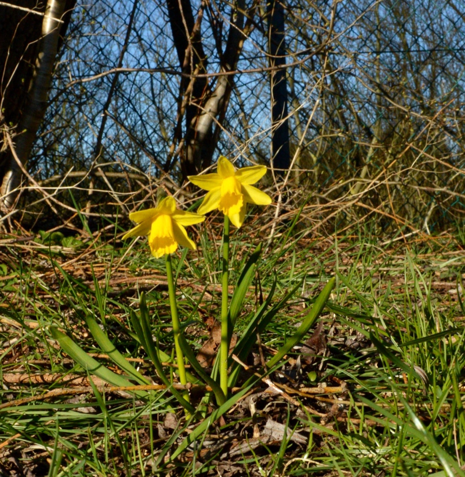 Tête à tête paaske liljer