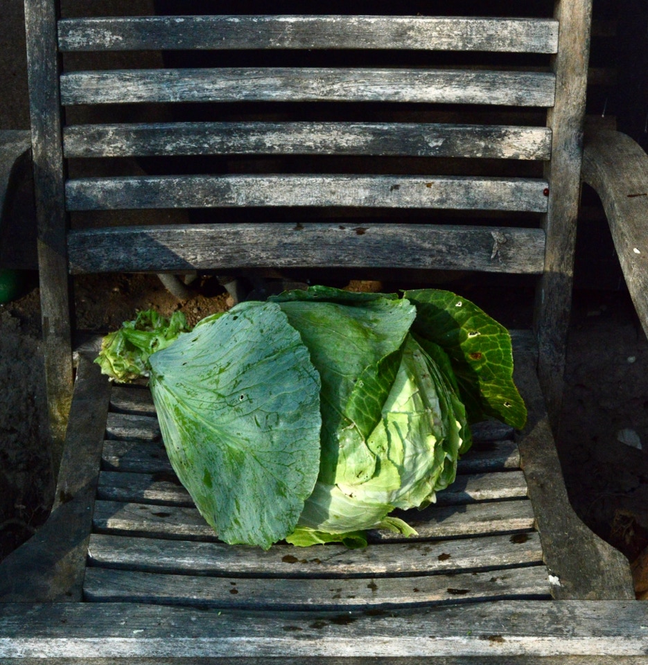 Spidskaal Pointed cabbage