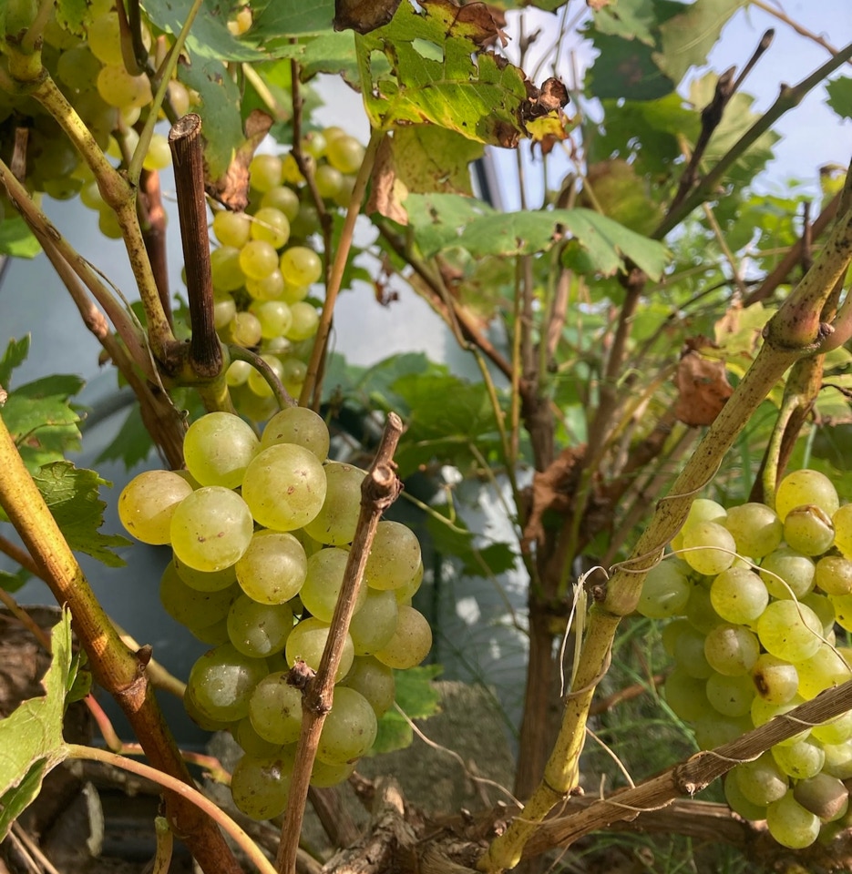 vindruer grapes