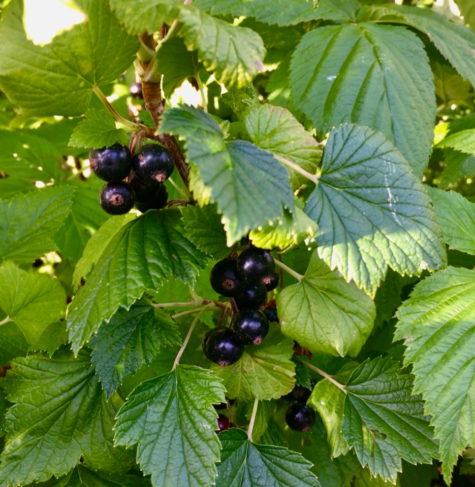Solbaer black currrent bush