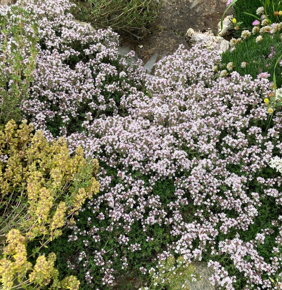 Stenbedsplanter - Альпійські рослини