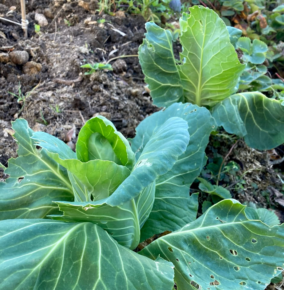 Pointed cabbage - конічна капуста