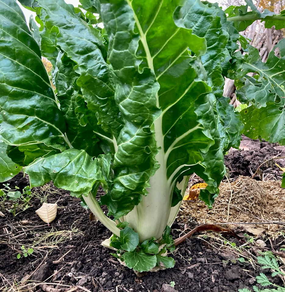 Silver beet - Срібний буряк