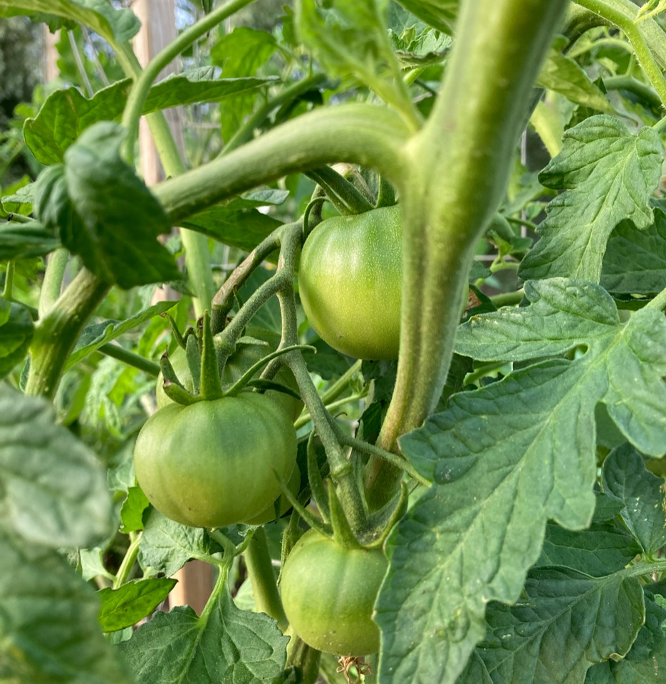Tomater Rose de Berne tomato plant