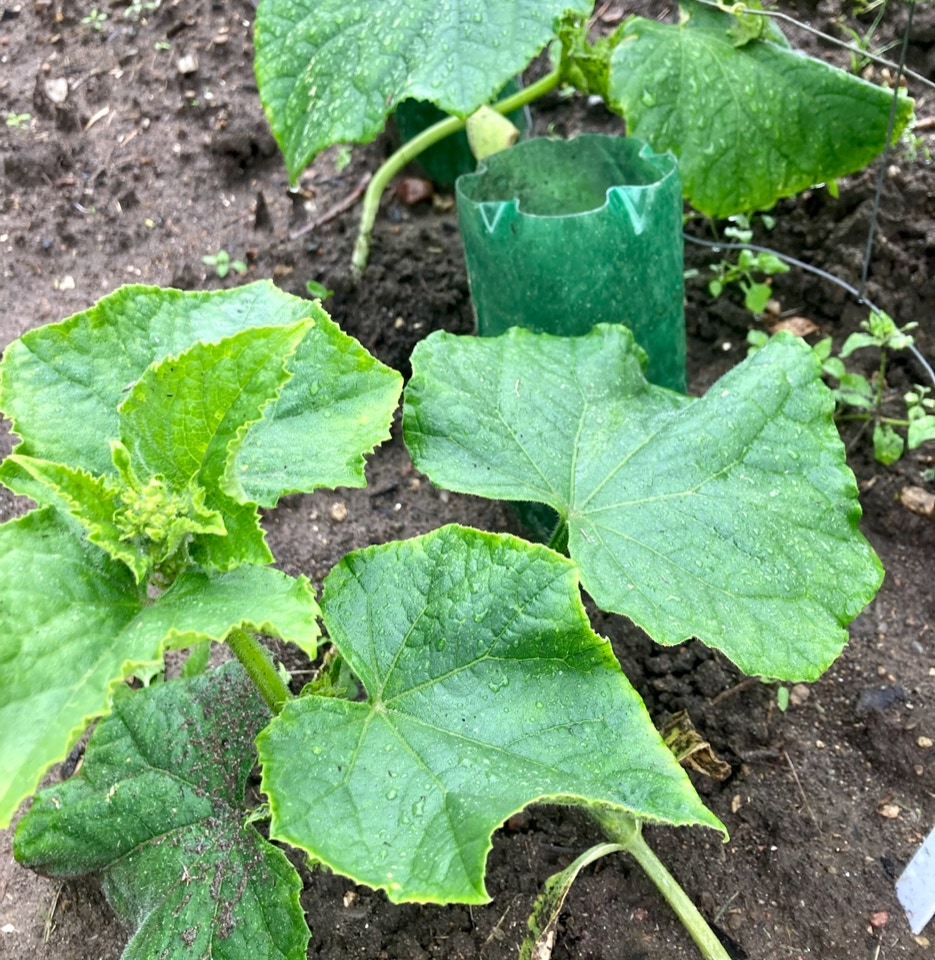 Sylteagurker gherkins