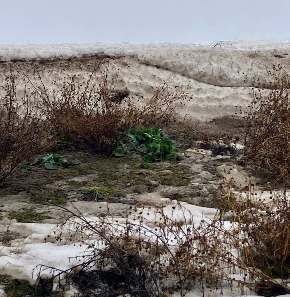 Winter field - Поле взимку