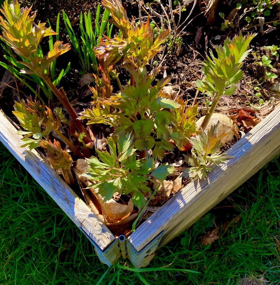 Lovage - Любисток 