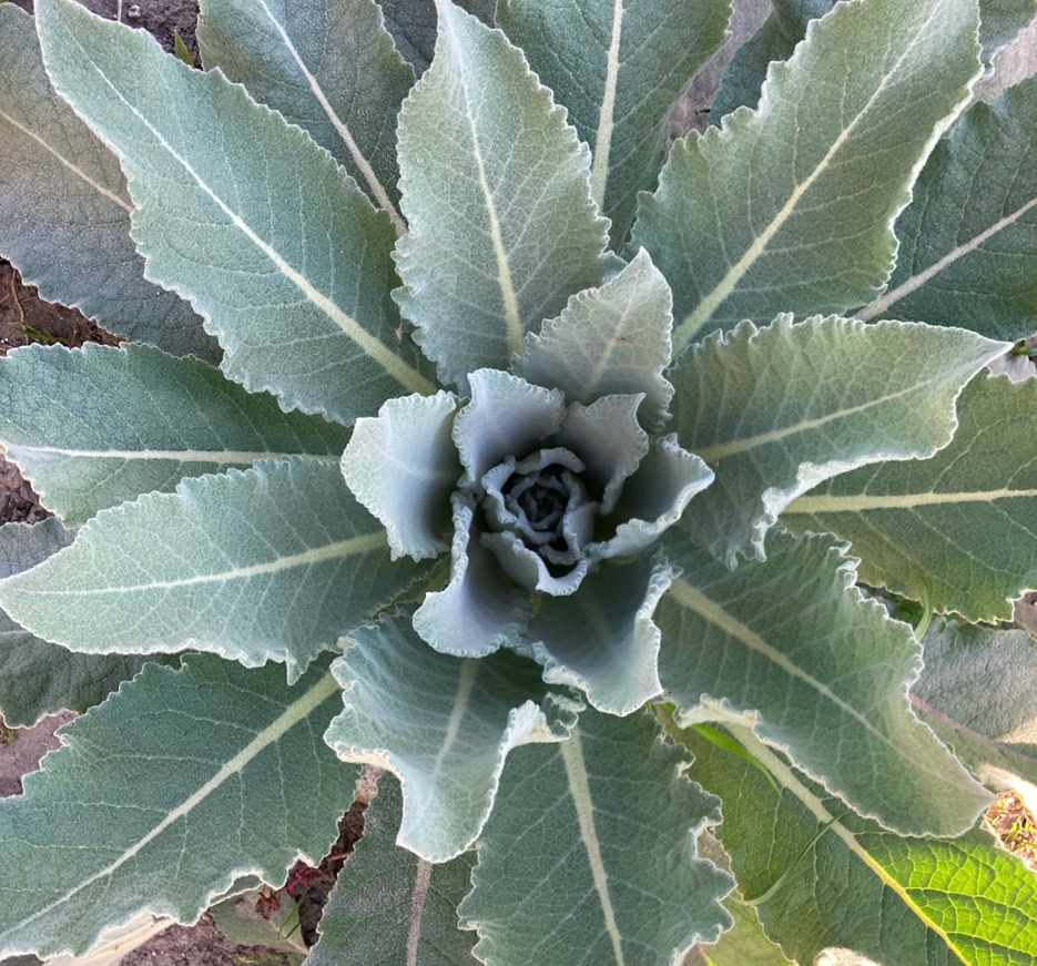 Verbascum bombyciferum - Вербаскум 