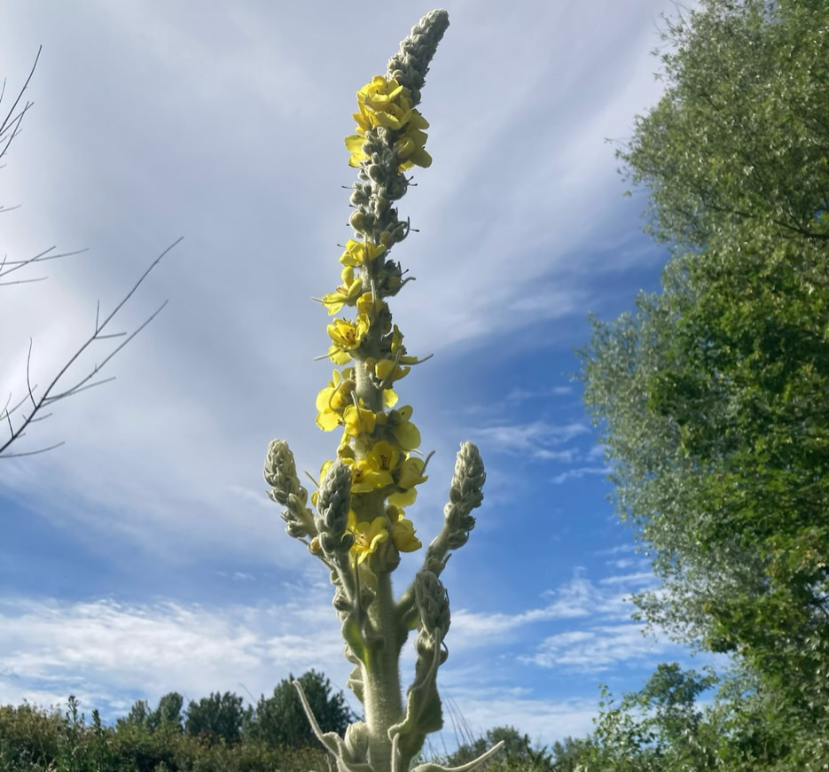 Verbascum - Вербаскум