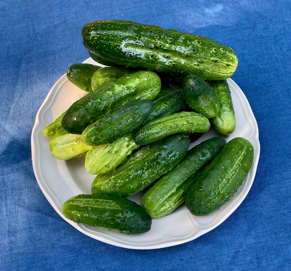 Cucumber time - Час огірків!