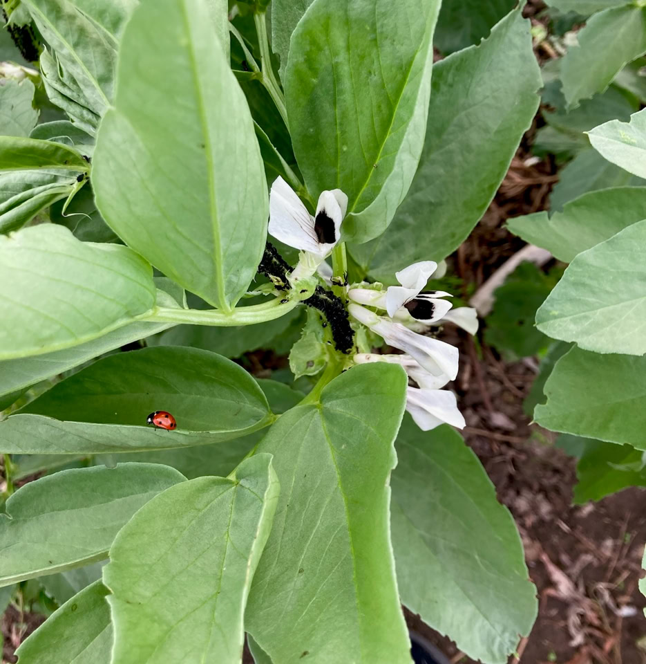 Hesteboenne mariehoene broadbean blackfly