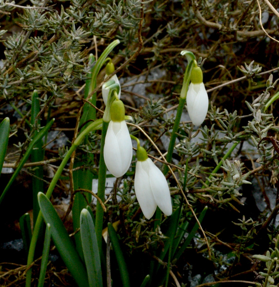 Snow drops in thyme vintergækker i timian