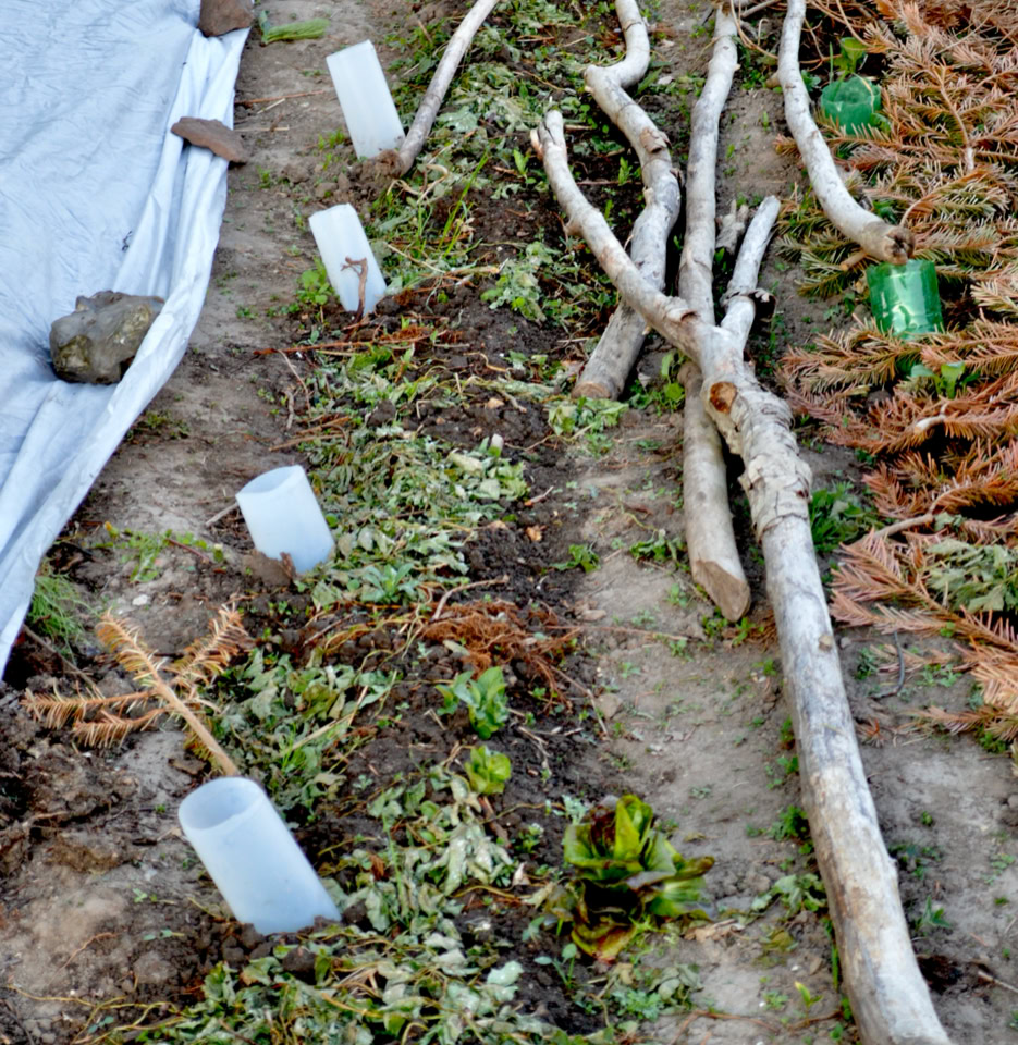 Kartoffelrække potato row
