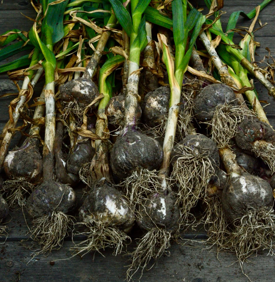 hardneck garlic slangehvidloeg