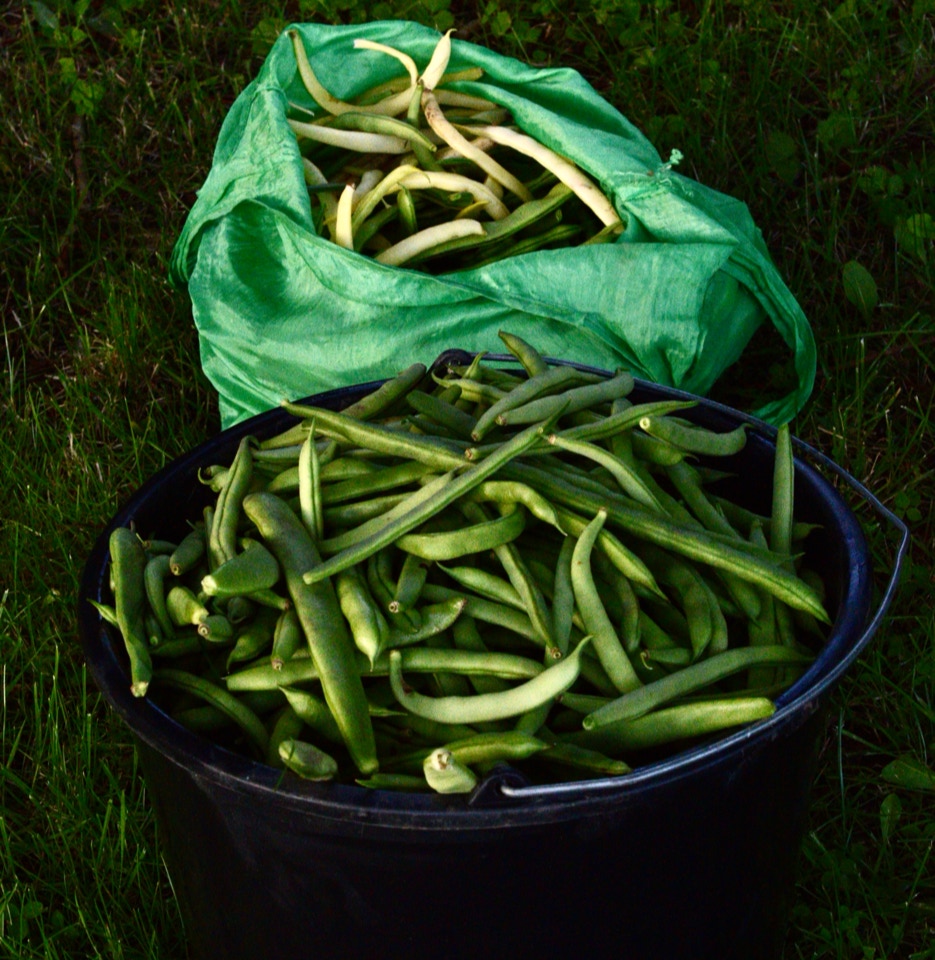 Blandede boenner mixed beans