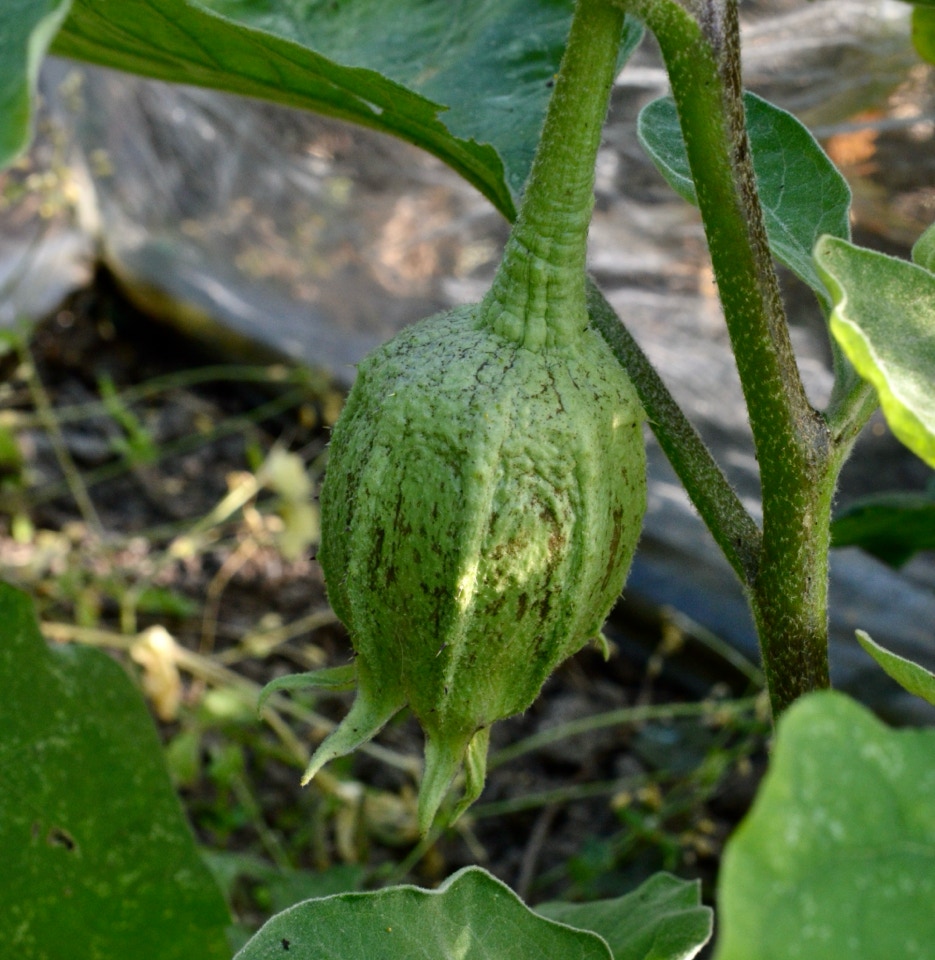 øko aubergine egg plant