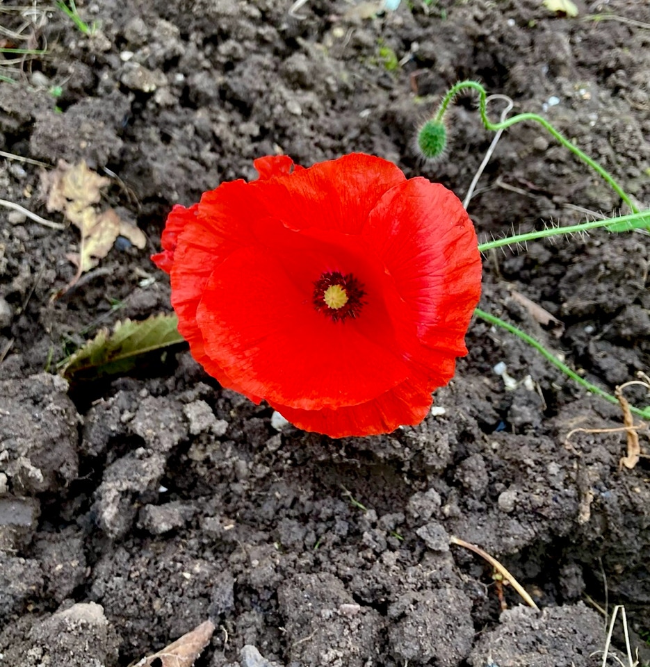 valmue poppy