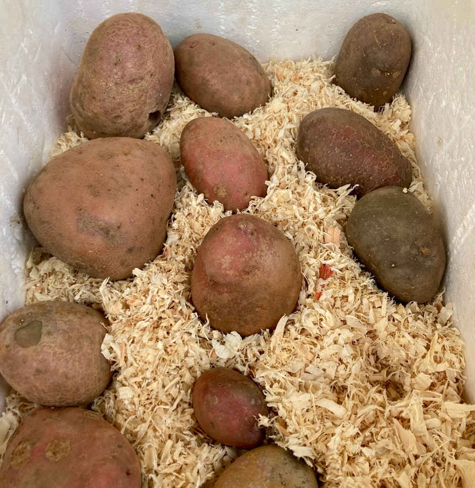 Seed potatoes - Насіннєва картопля Сарпо Мира