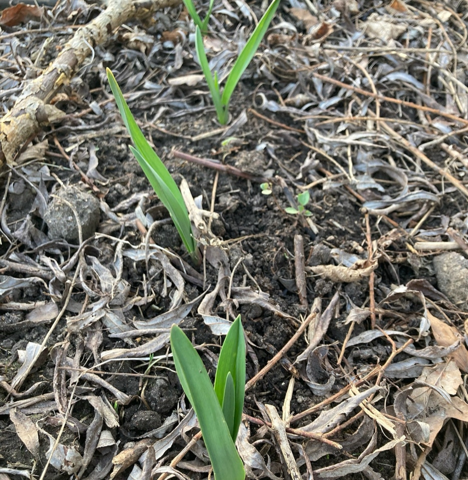 Hardneck garlic - Жорсткий часник 