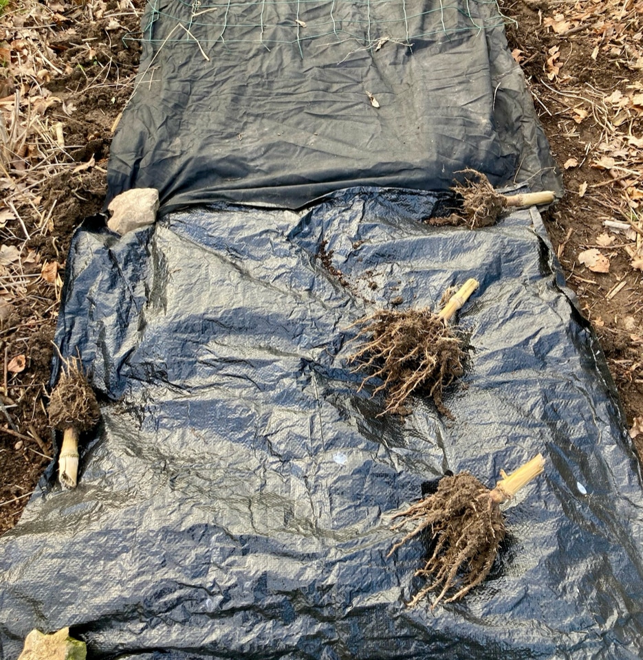 Kartoffelbed - Картопляна грядка