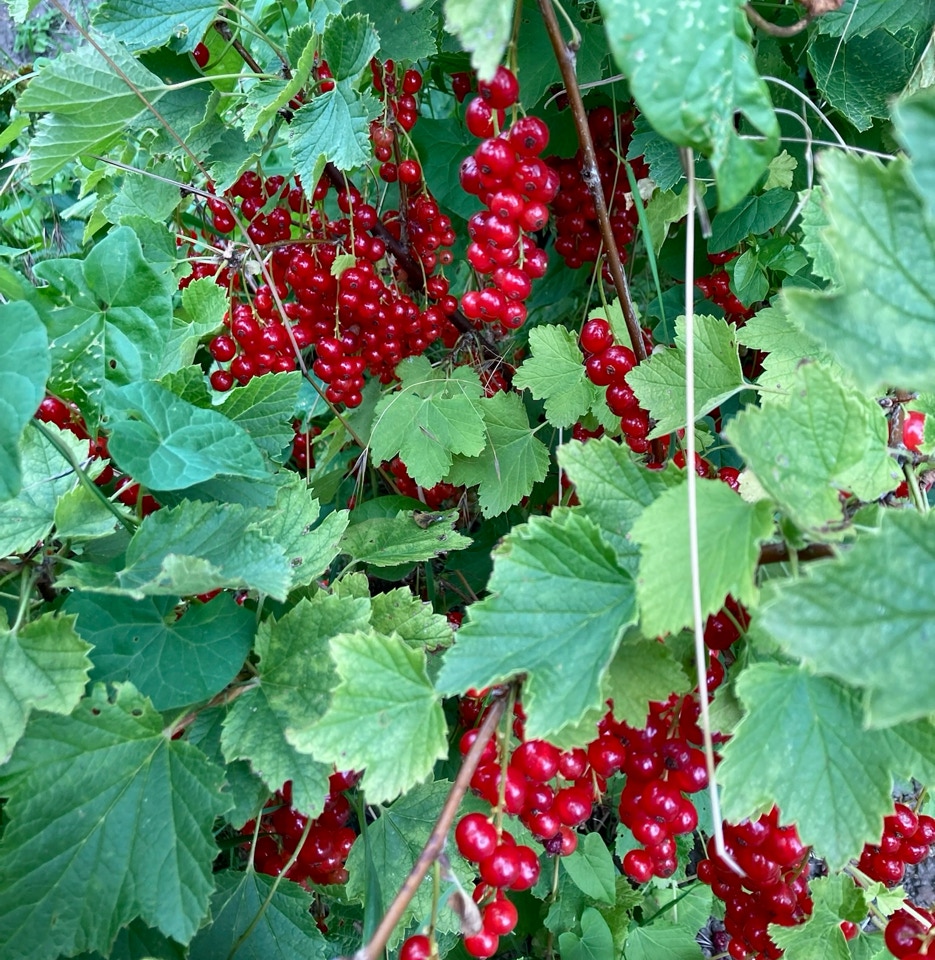 Red currant bush - Кущі смородини 