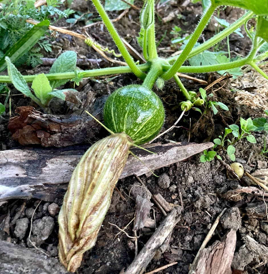 Winter squash - Зимовий гарбуз 