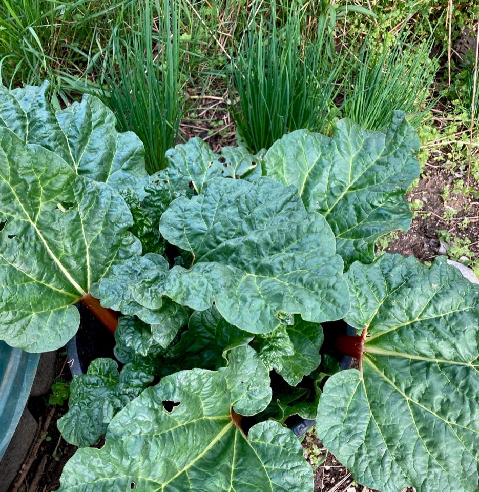 Rabarber purloeg Rhubarb chives