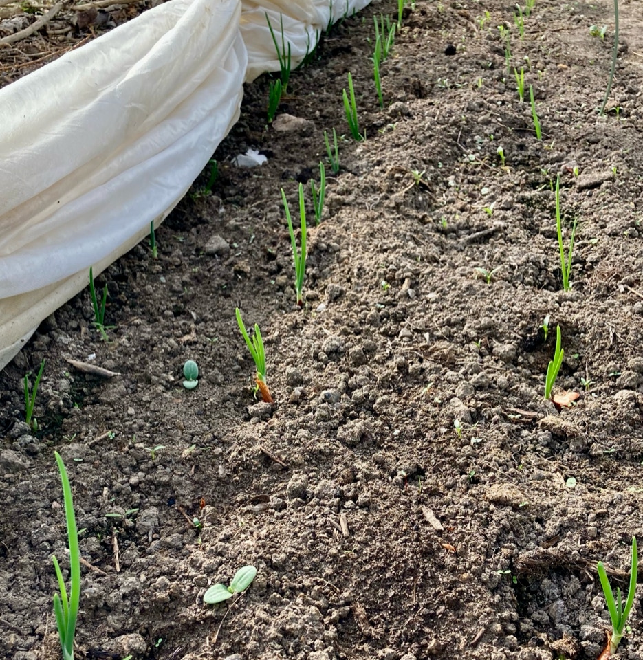 Loeg toppe onion tops