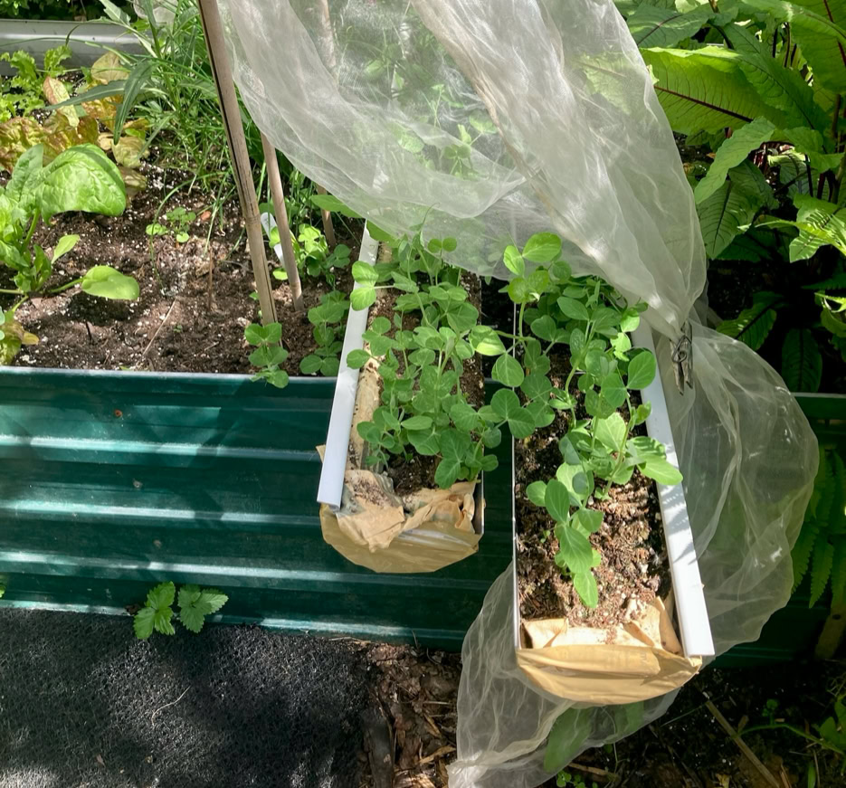 Peas sown - Горох посіяний