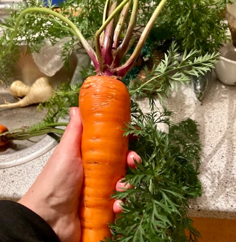 Gulerod Carrot gulerod Geant de Tiques au petiole violet