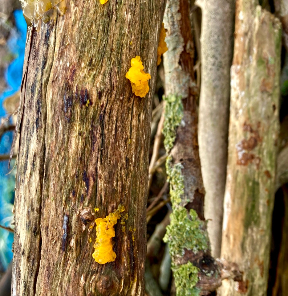 Troldsmør, Fuligo septica 