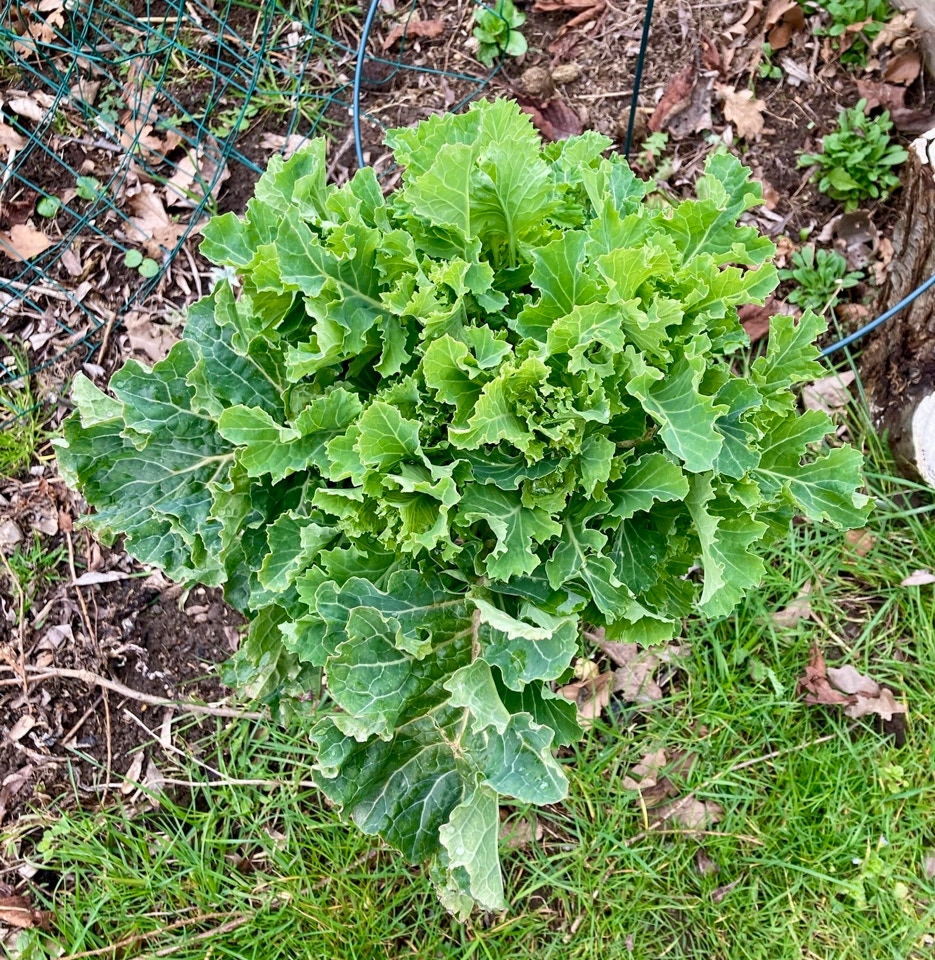 Brassica Oleracea var. Ramosa ‘Daubenton" April 2024