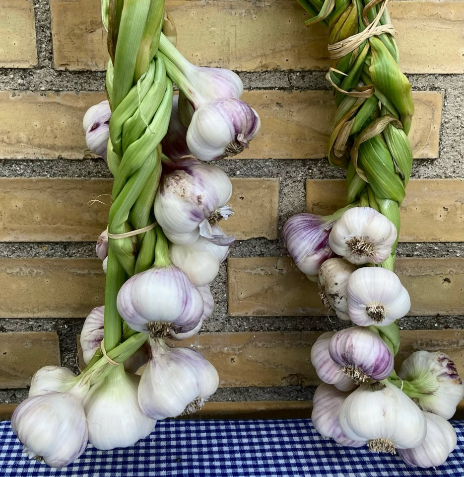Hvidloeg Therador garlic Germidour