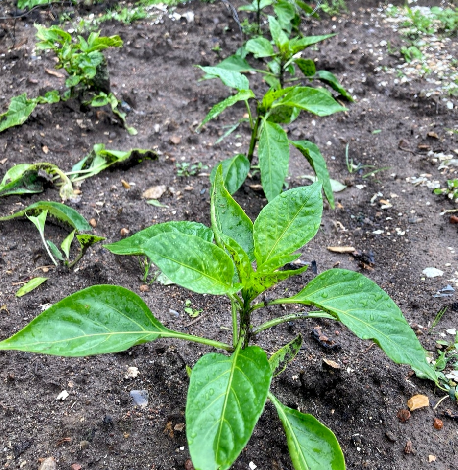 peberfrugt snack pepper