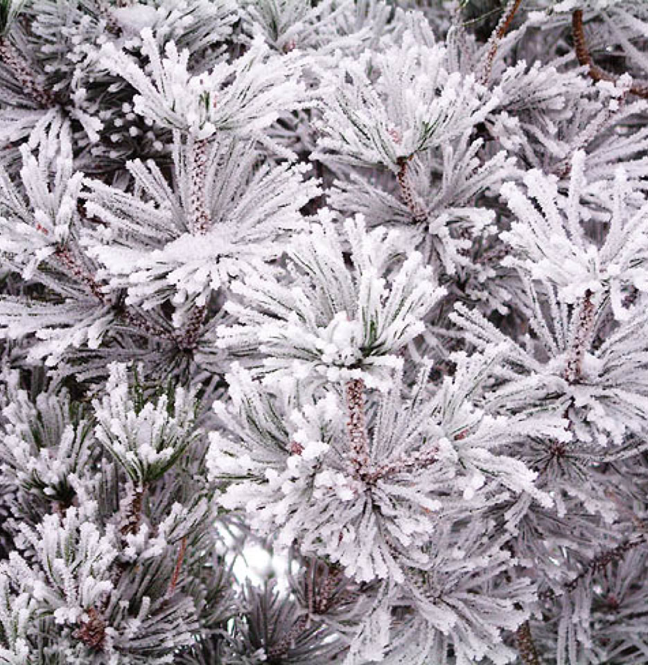 Frost fyrretrae fir