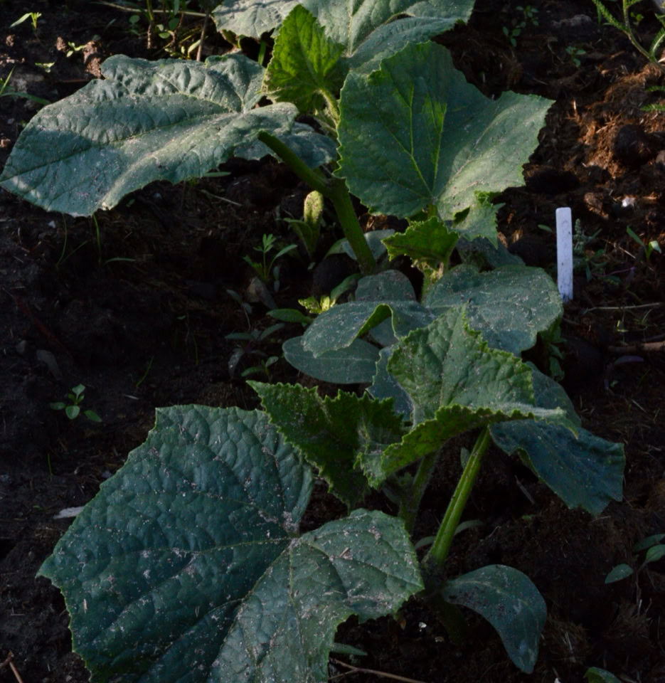 cucumber plants