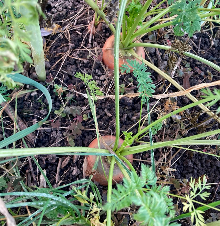 Winter carrots - Зимова морква