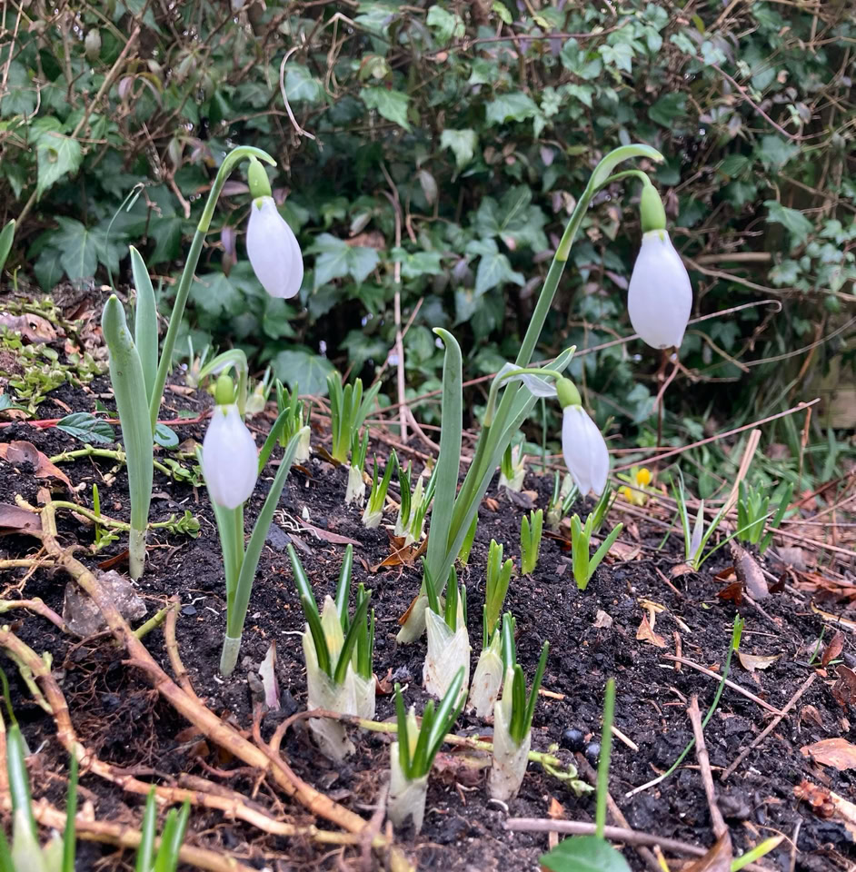 Snowdrops - Проліски