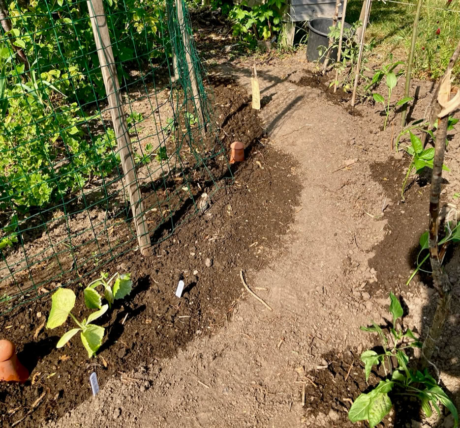 Garden path - Садова доріжка 
