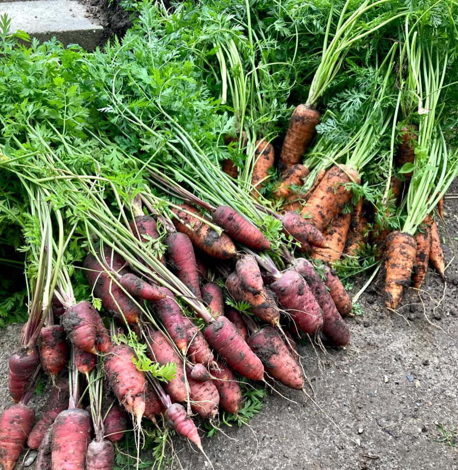 Gulerods hoest Carrot harvest