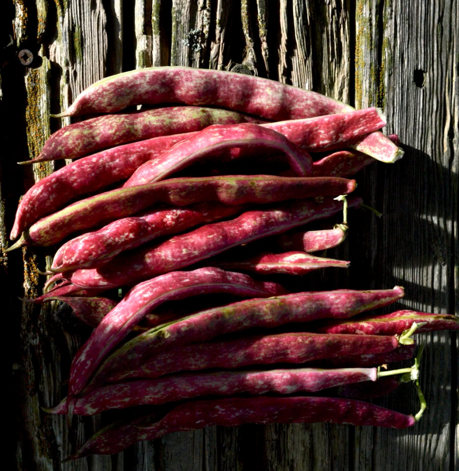 Borlotti beans boenner