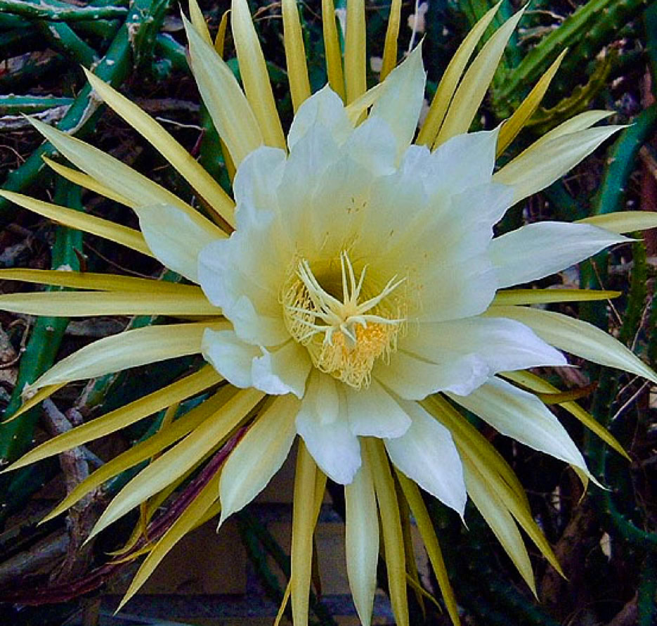 Nattens Dronning, Selenicereus grandiflorus, cactus flower