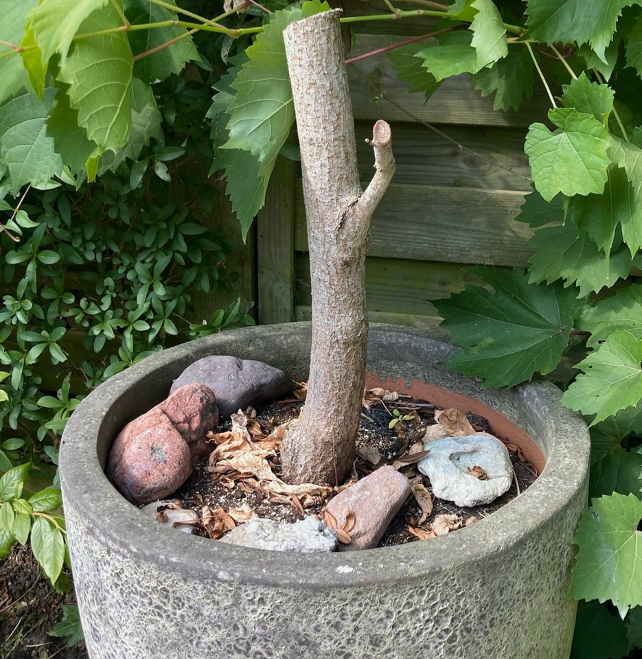 Rus tree cut down skåret ned