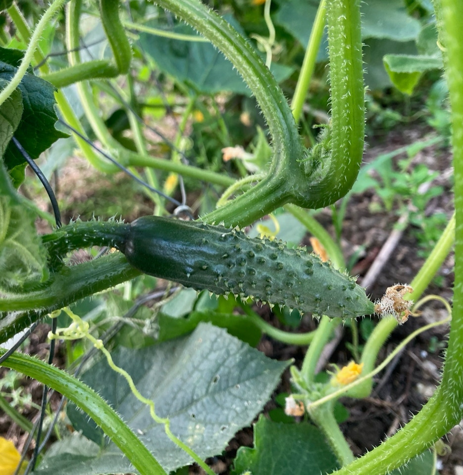 Cucumber plant - Огіркова рослина