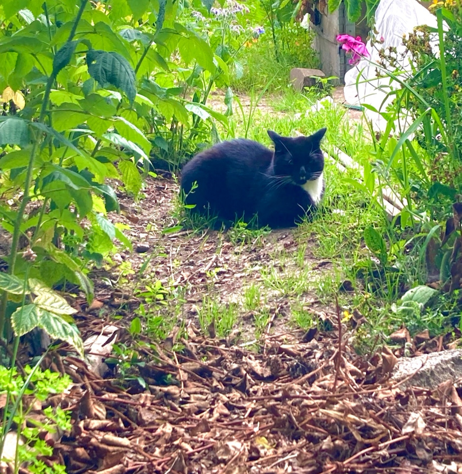 Garden cat - Садовий кіт