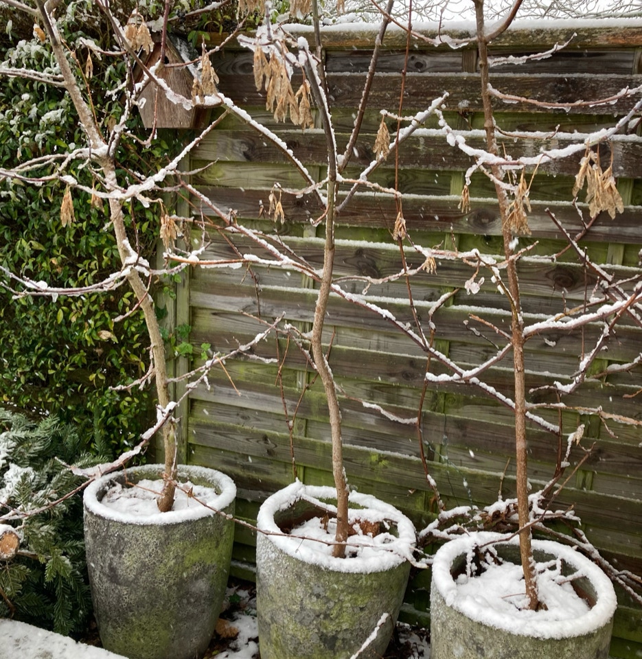 клён ясенели́стный russisk acer 