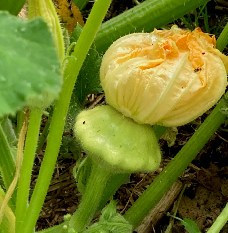 Pattypan squash - Гарбуз Паттіпан