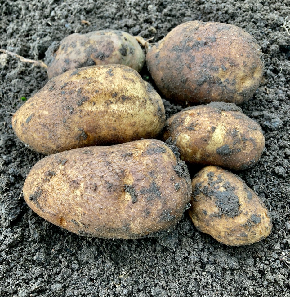 Kartofler Golden Wonder potatoes