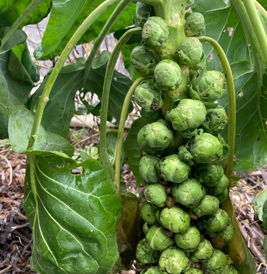 Rosenkaal Brussels sprouts