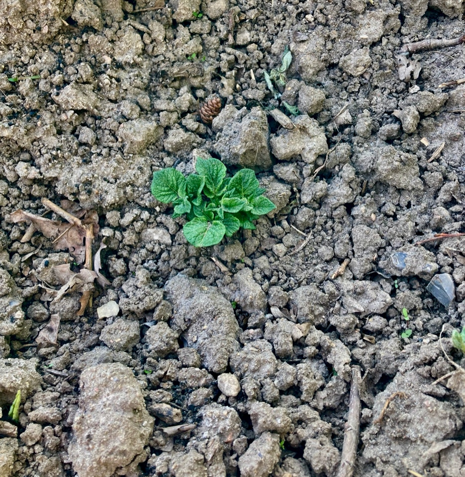 Kartoffeltop Potato top 